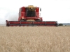 agroindustria-cosecha-trigo