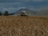 agroindustria-cosecha soja