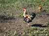 pollos-4
