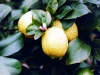 Citrus - limon