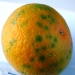 citrus-mandarina-con-cochinilla