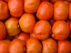 Citrus - mandarinas