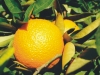 Citrus - naranjas