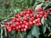 Berries - cerezas
