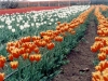 cultivo-tulipan