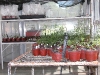 laboratorio-floricultura
