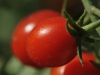 dsc_0956_hoprtic-tomate-viedma_0