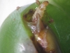 Larva de Lobesia