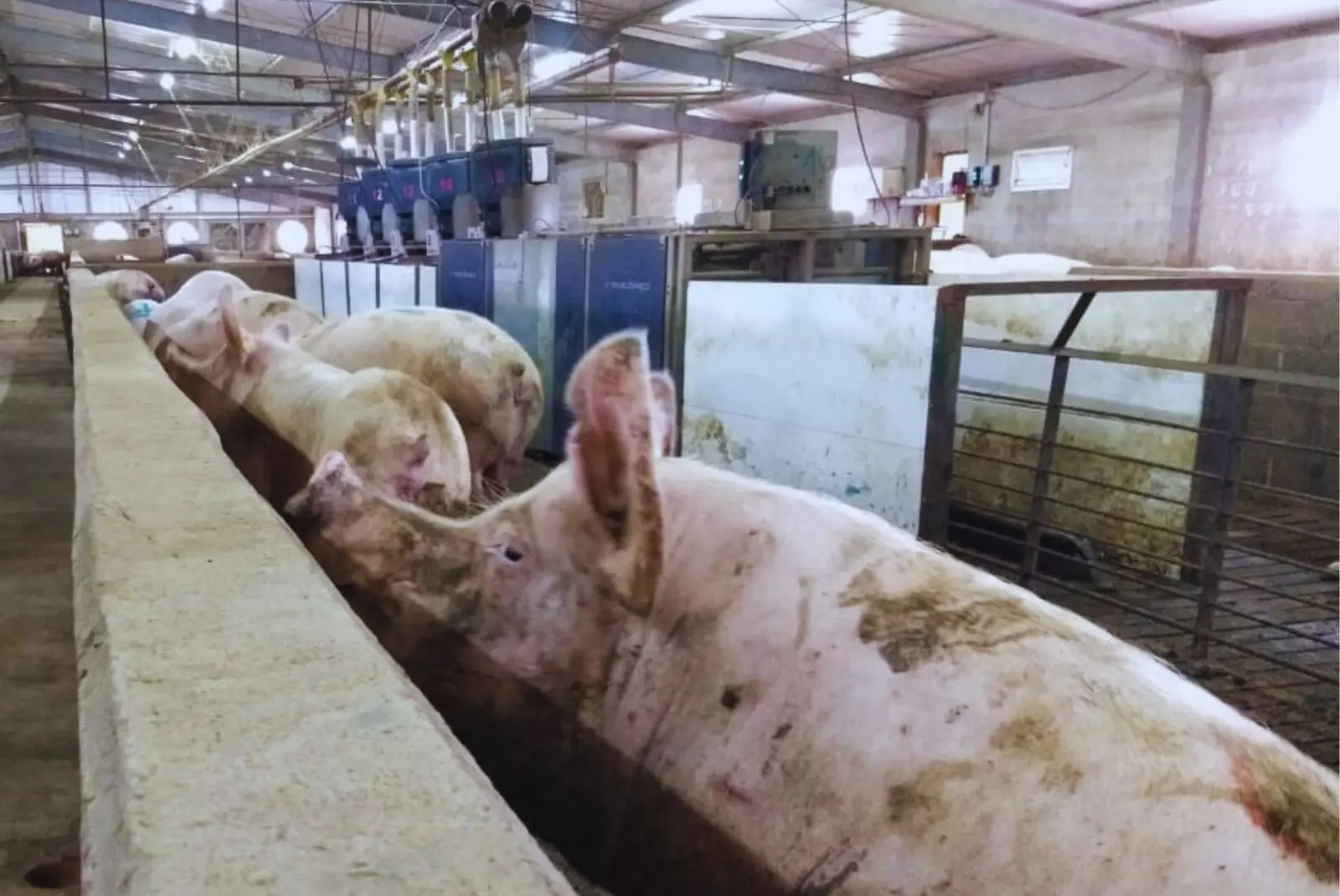 La inclusión de lino en la dieta de cerdos mejora la calidad nutricional de la carne y los embutidos