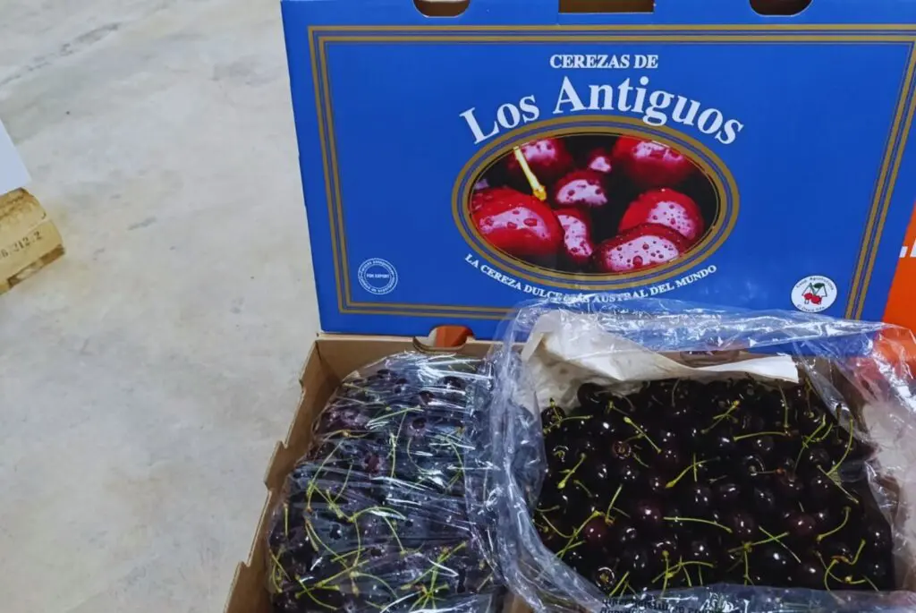 Cerezas patagónicas: Denominación de origen para un fruto único nacido en Los Antiguos