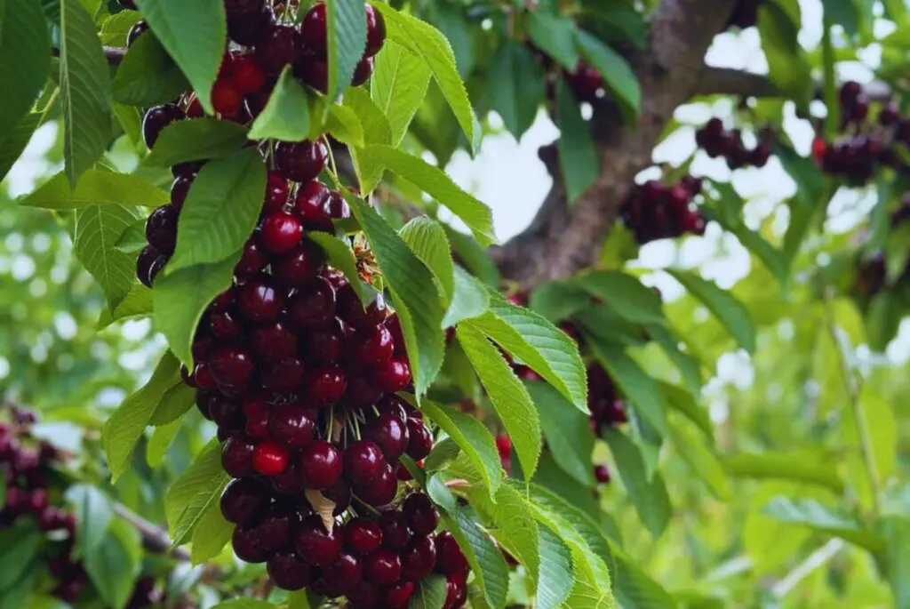 Cerezas patagónicas: Denominación de origen para un fruto único nacido en Los Antiguos