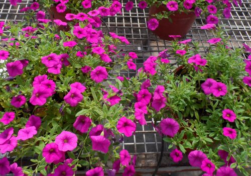 Calibrachoa: una flor que conquista nuevos jardines - INTA Informa