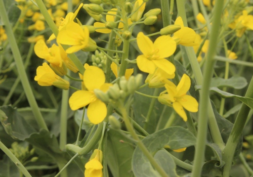 Presenta la primera variedad de colza del país