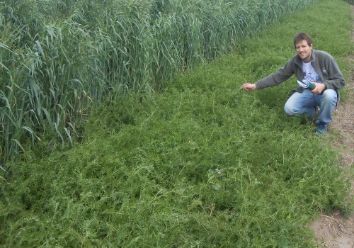 Vicia: cultivo estratégico para mejorar la productividad nacional