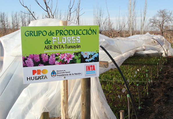 El Valle de Uco diversifica su producción con bulbos florales