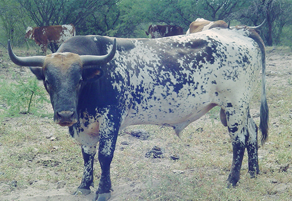 Vacas criollas, piezas clave en regiones áridas