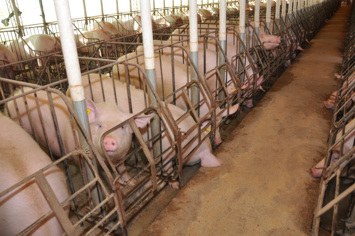Asociados, cerdos y cultivos marcan la competitividad del sector porcino
