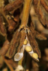 Closeup-Of-Mature-Soybeans-103013D2590FB20F