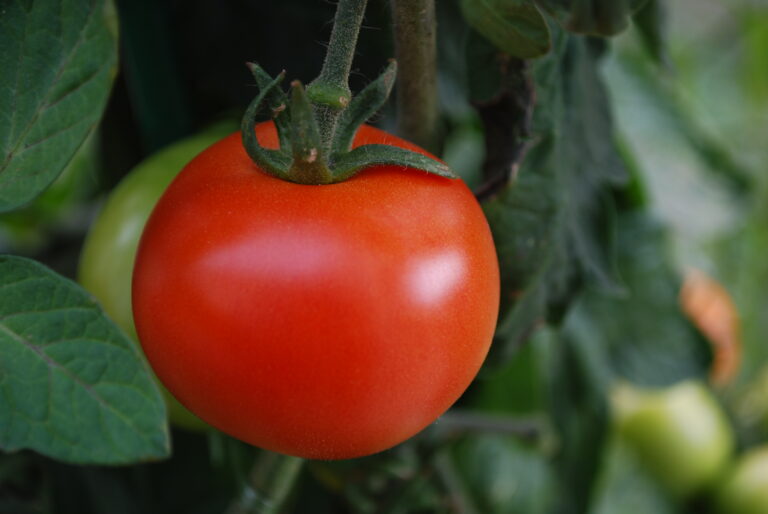 Descubren que los tomates de campo contienen más vitamina E