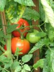 Green-And-Red-Tomatoes-In-A-Garden-10221324897781E3