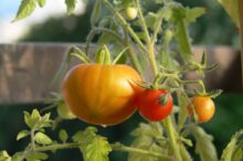 tomatoes-70560_1920