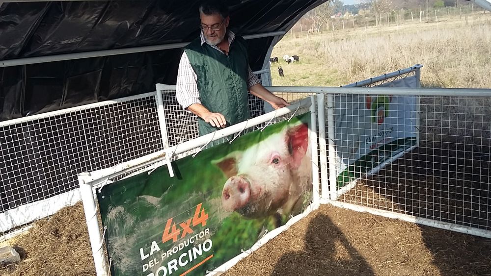 Cerdo criollo costero: una raza autóctona
