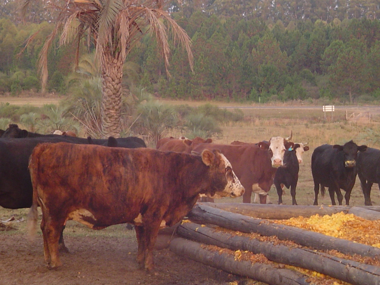 Aprovechan el descarte de cítricos para alimentar vacas