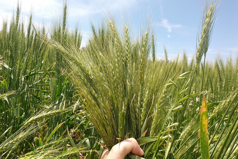 Confirman que el trigo es rentable en el modelo agroecológico - INTA Informa