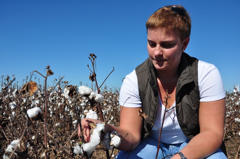 De exportación: las variedades de algodón del INTA conquistan Paraguay