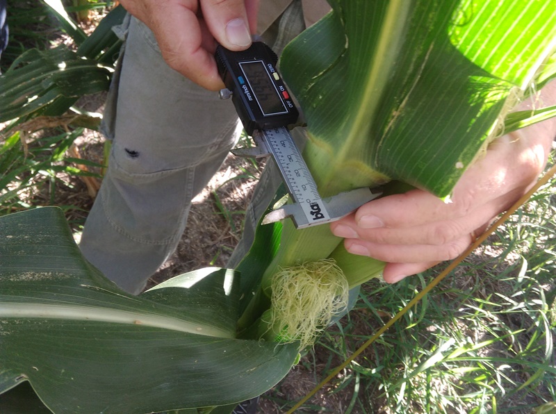 Estudian la influencia del nitrógeno en el rendimiento del maíz 1