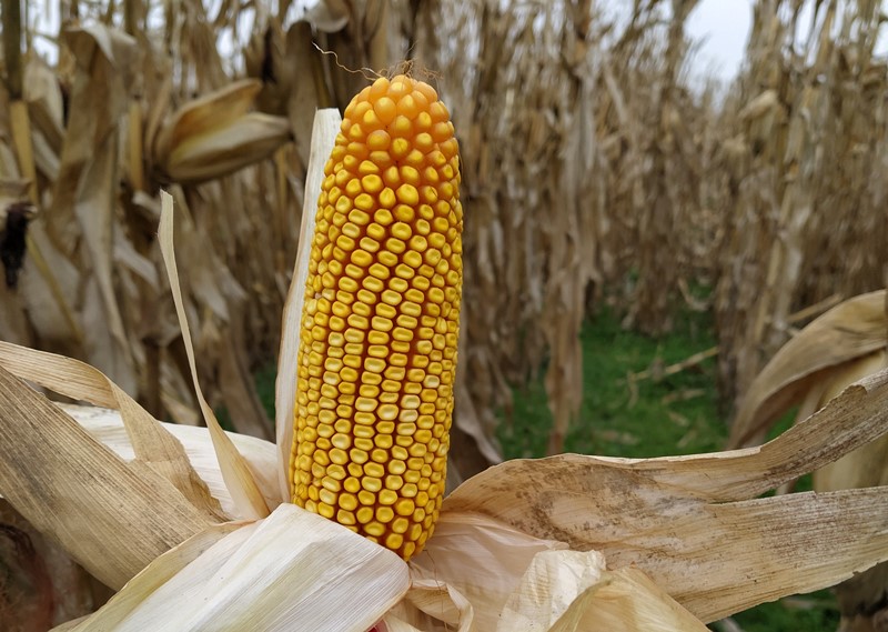 Nuevas estrategias para el manejo del maíz - INTA Informa