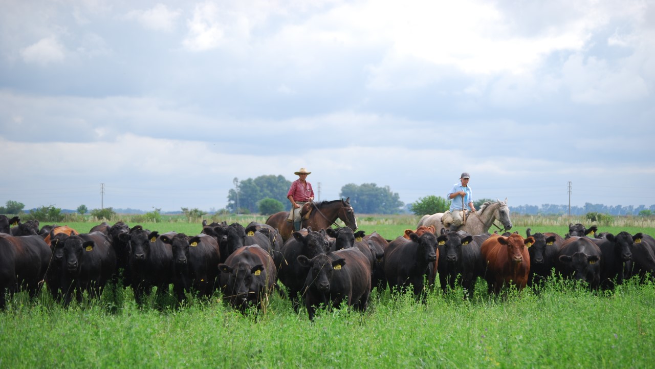 Pastoreo rotativo: la mejor manera de utilizar la alfalfa - INTA Informa