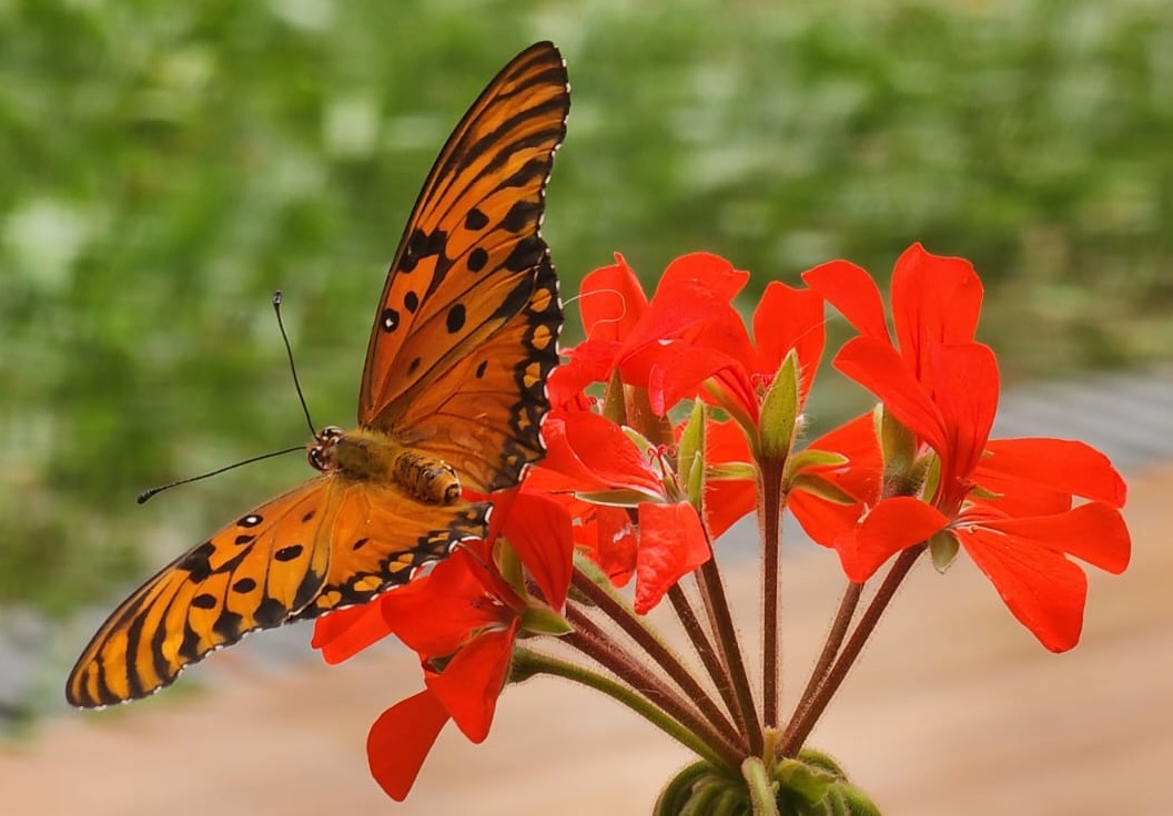Cómo diseñar un jardín para la atracción de mariposas urbanas - INTA Informa