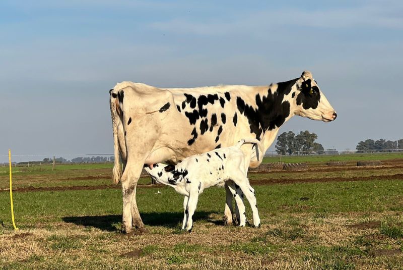 Identifican un mecanismo viral relacionado con la aparición de tumores en el ganado bovino