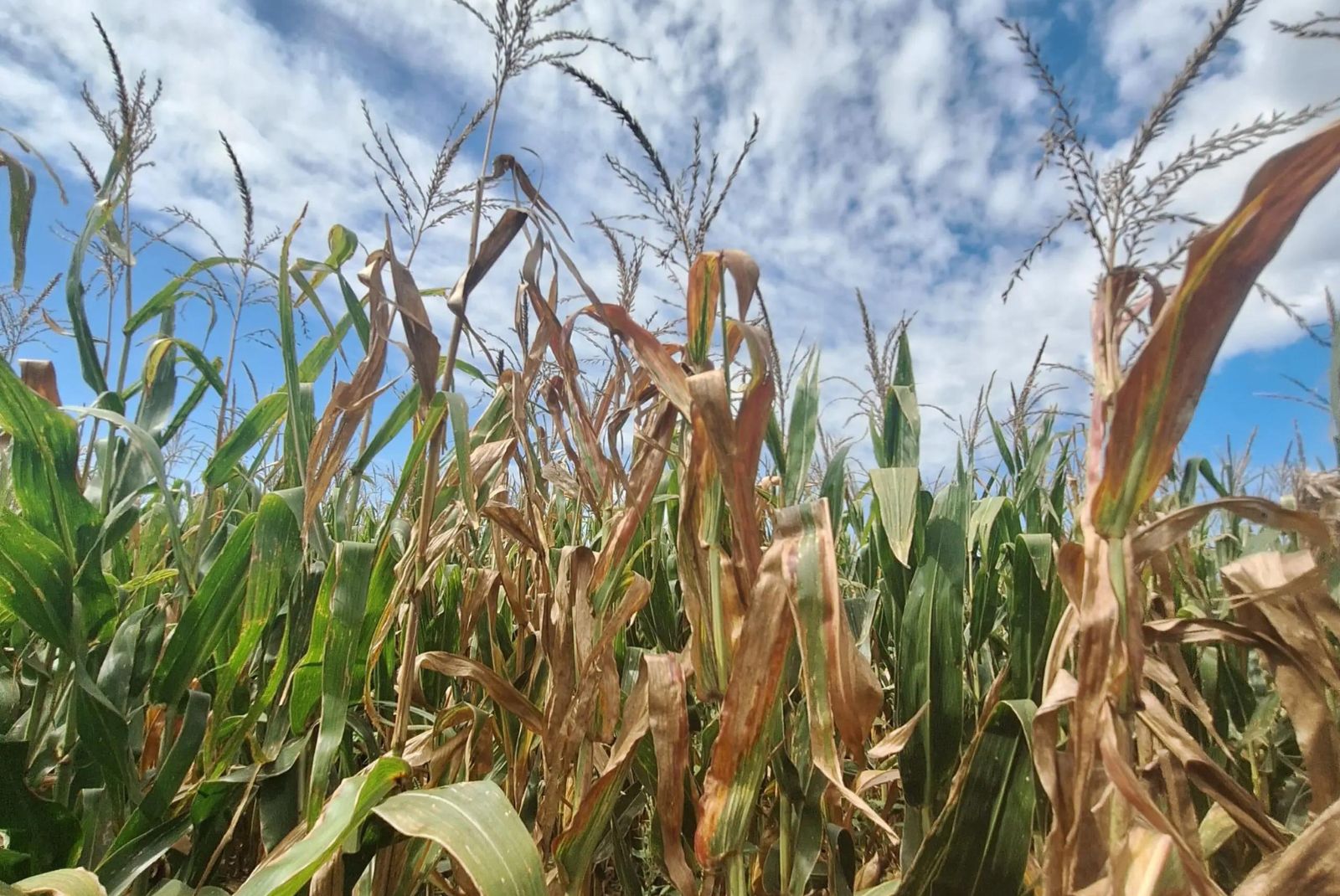 Achaparramiento del maíz: qué estrategias aplicar en cada región del país