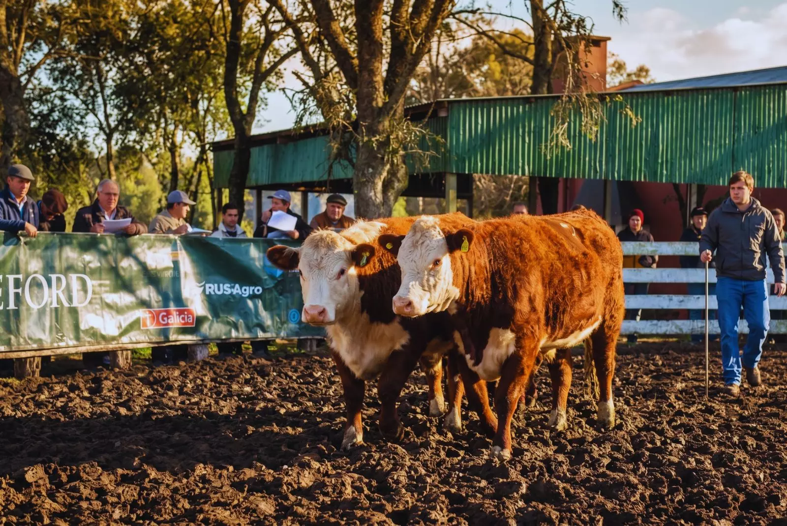 Avanza el mejoramiento genético ganadero en una nueva edición de la Prueba Pastoril