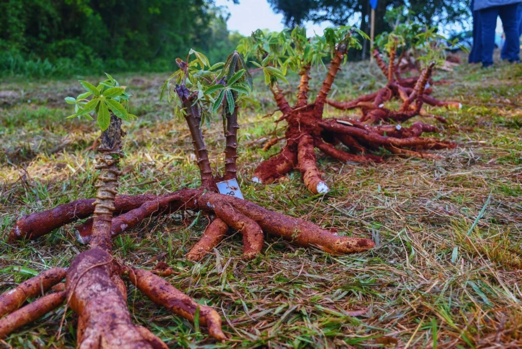 Nuevas variedades de mandioca: el INTA impulsa gen&eacute;tica local para mejorar rendimiento y calidad