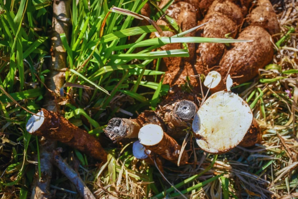 Nuevas variedades de mandioca: el INTA impulsa gen&eacute;tica local para mejorar rendimiento y calidad