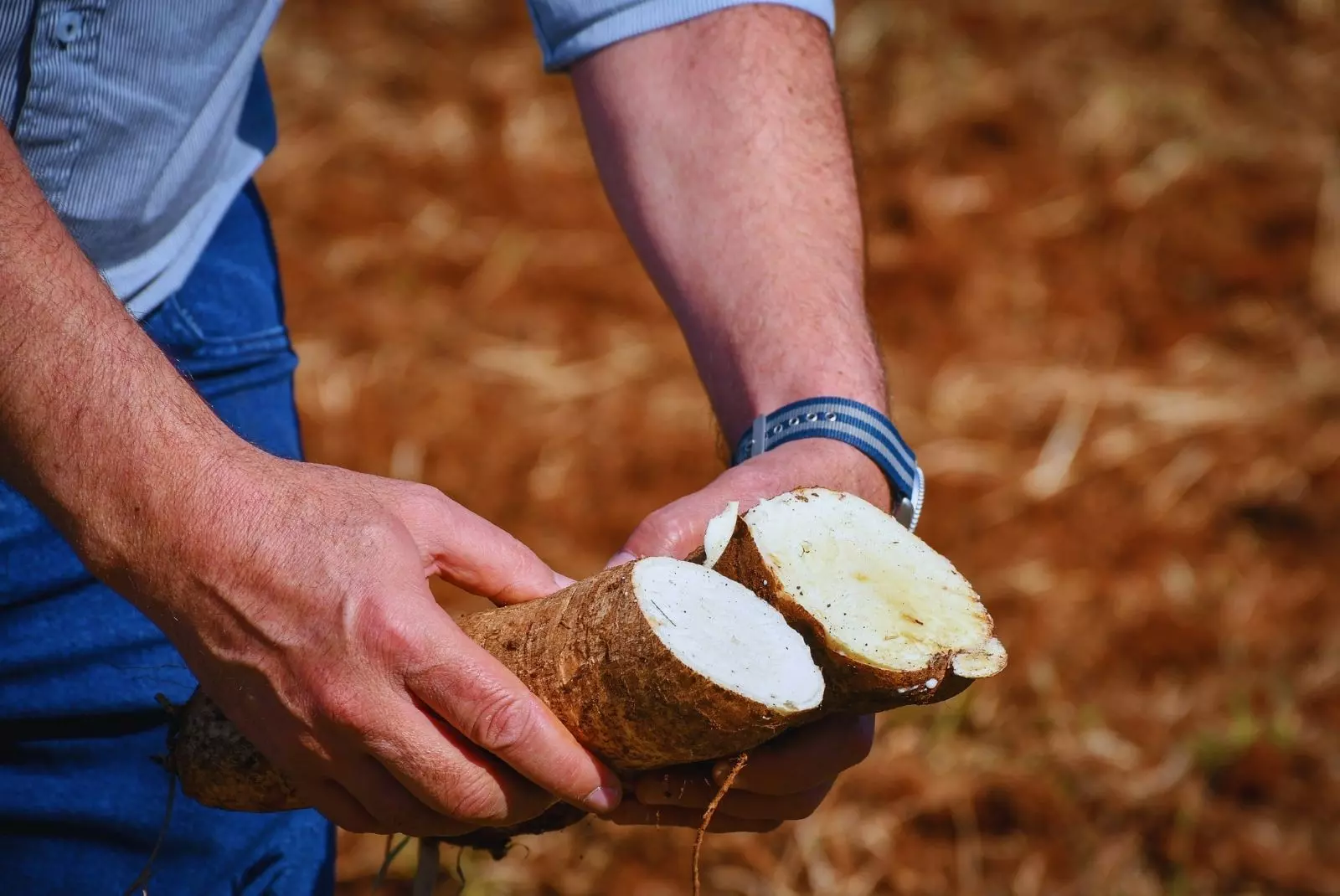 Nuevas variedades de mandioca: el INTA impulsa gen&eacute;tica local para mejorar rendimiento y calidad