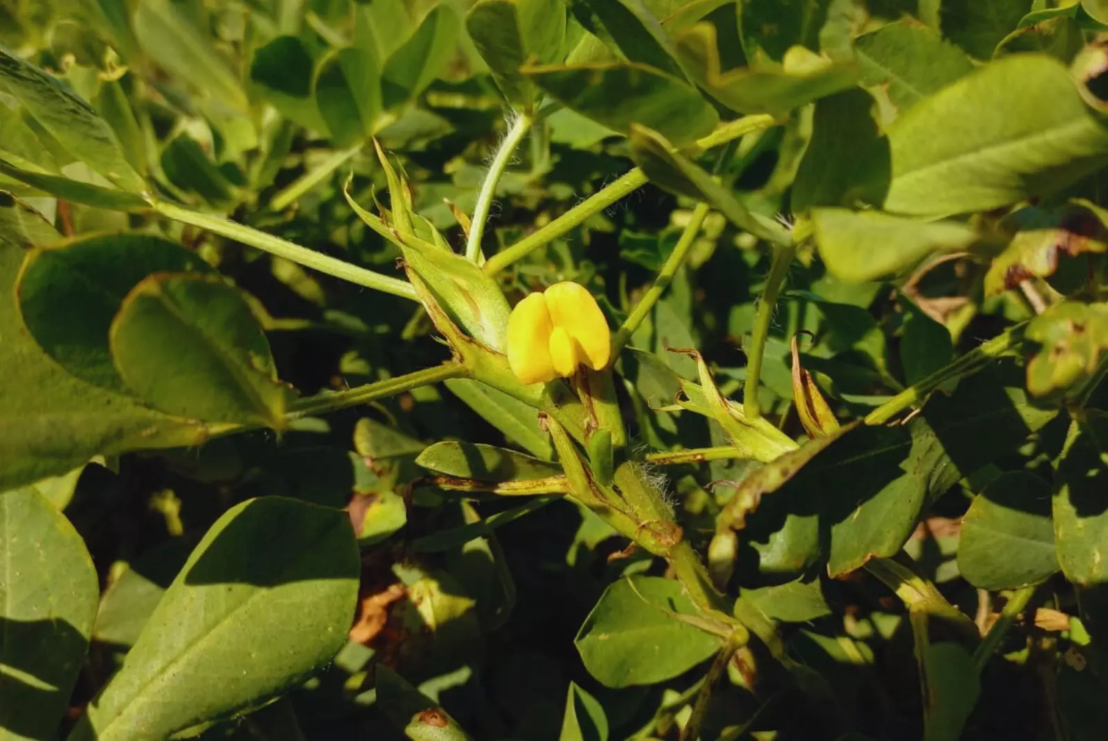 El secreto del maní argentino: investigación científica y clima frío detrás de su sabor más dulce
