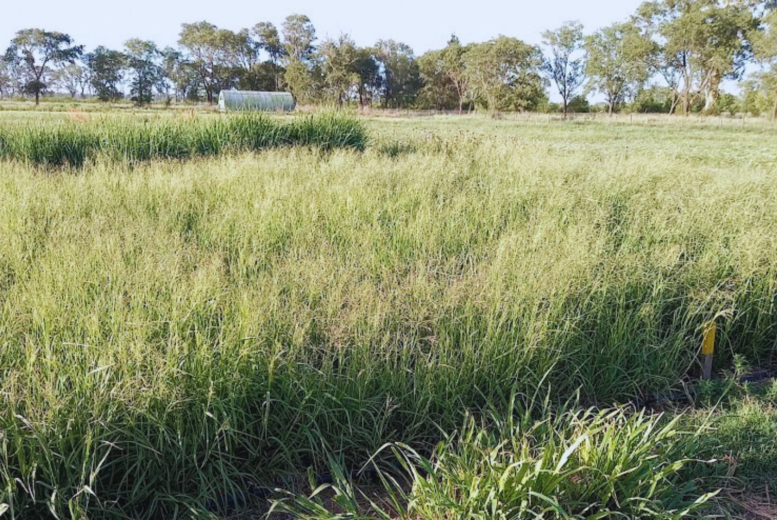 El nitrógeno: la clave oculta para potenciar la producción ganadera El nitrógeno: la clave oculta para potenciar la producción ganadera