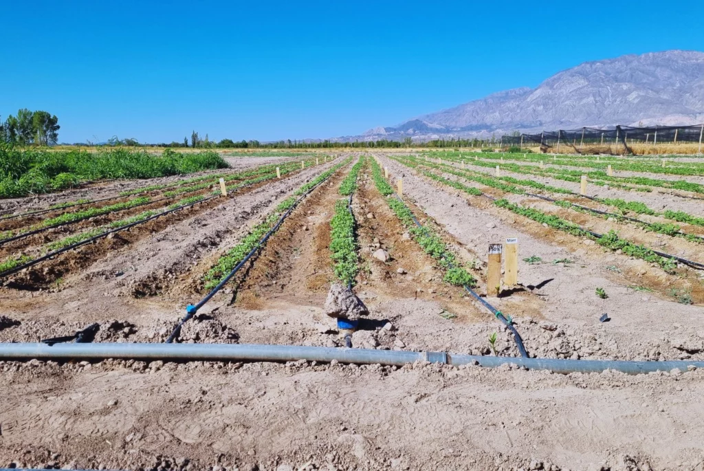 La quinua gana terreno en Cuyo: con menos agua logra rendimientos competitivos y alta calidad