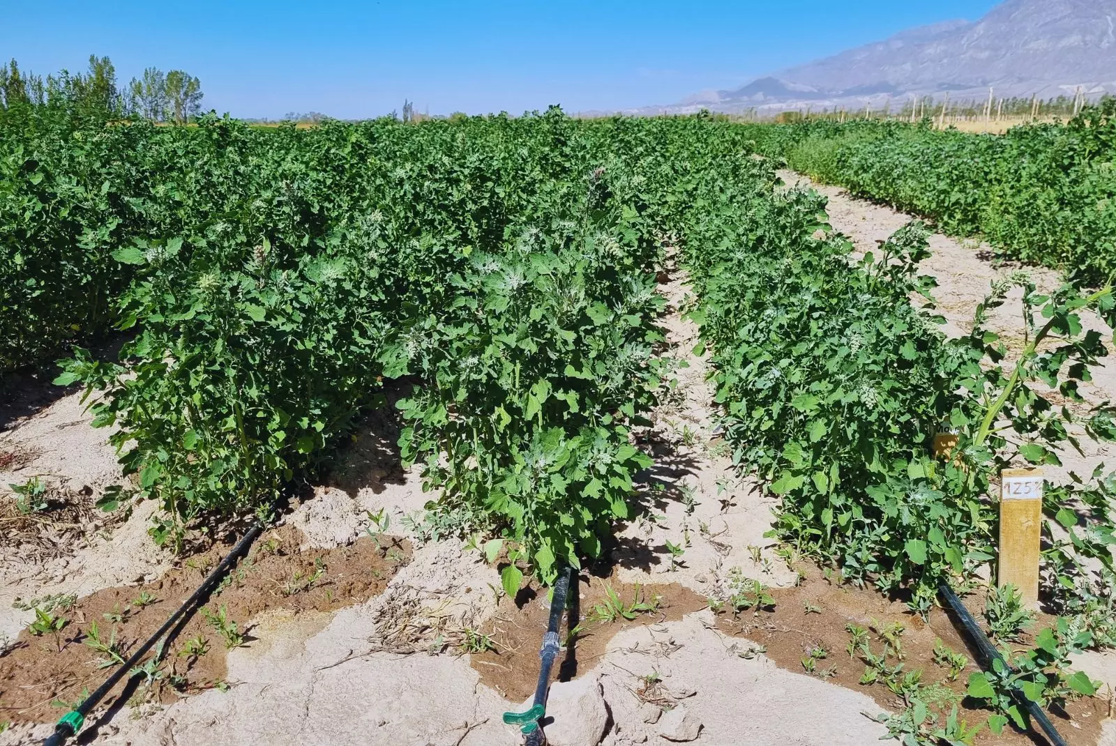 La quinua gana terreno en Cuyo: con menos agua logra rendimientos competitivos y alta calidad