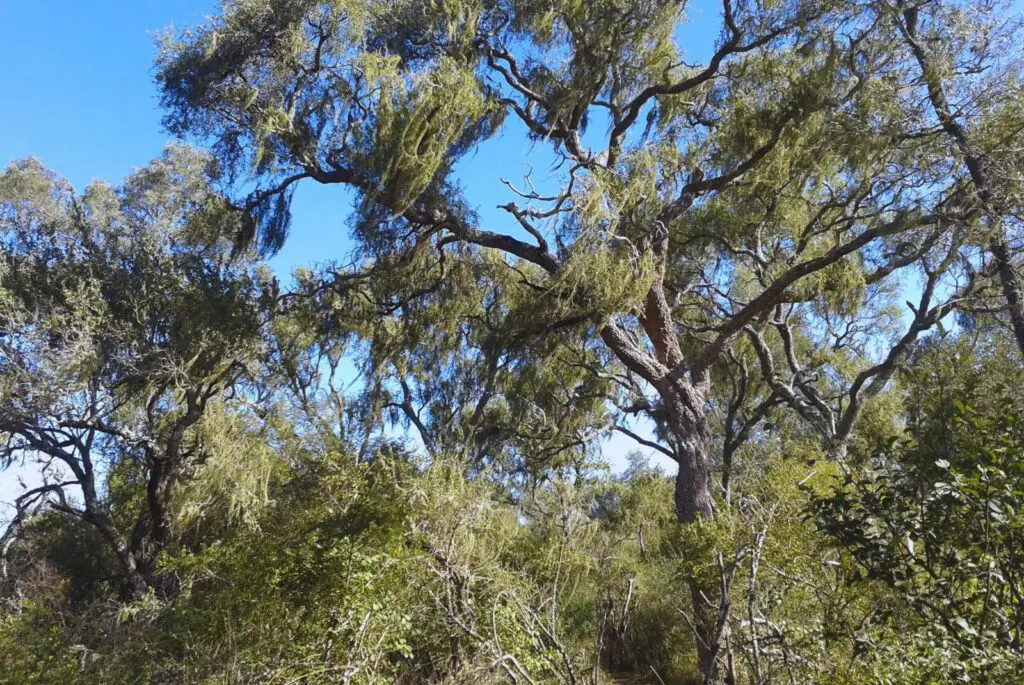 Mapa detallado revela la diversidad forestal de Argentina: un avance en manejo y conservación