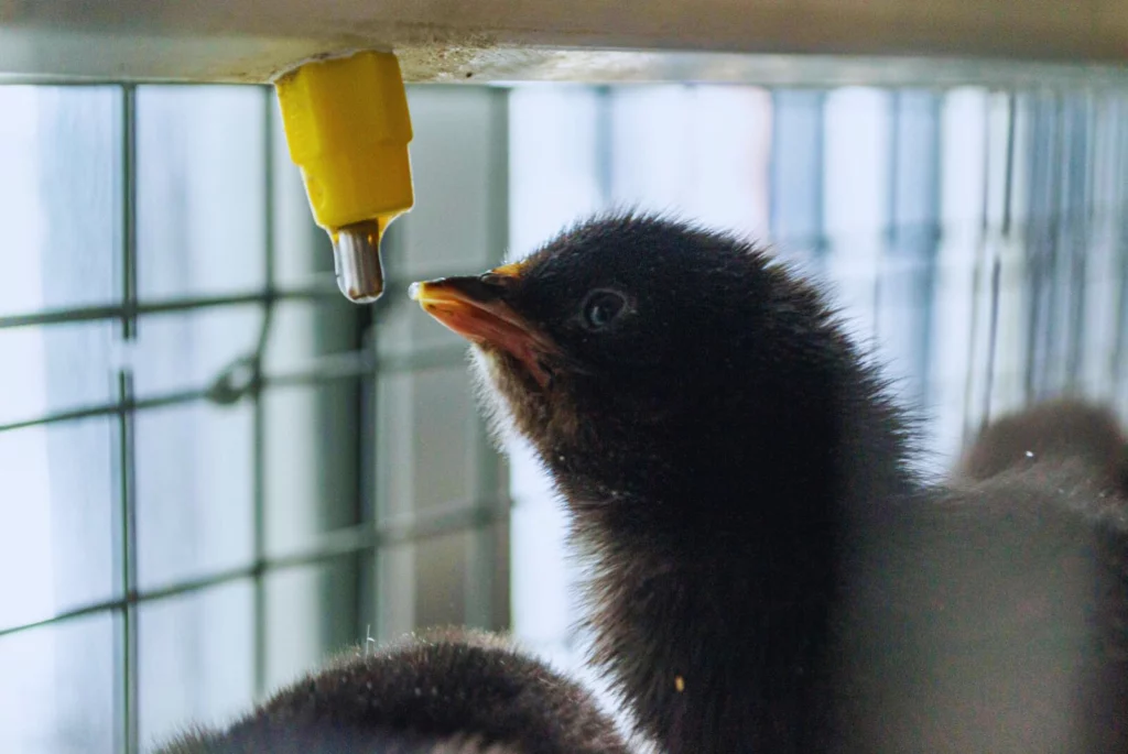 Avance científico: logran aislar una cepa autóctona de bacterias para mejorar la salud de los pollos Avance científico: logran aislar una cepa autóctona de bacterias para mejorar la salud de los pollos
