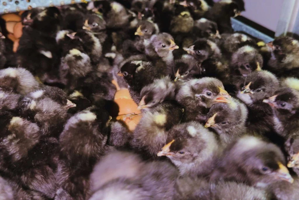 Consolidan la autosuficiencia gen&eacute;tica de la ponedora Negra INTA en el norte argentino